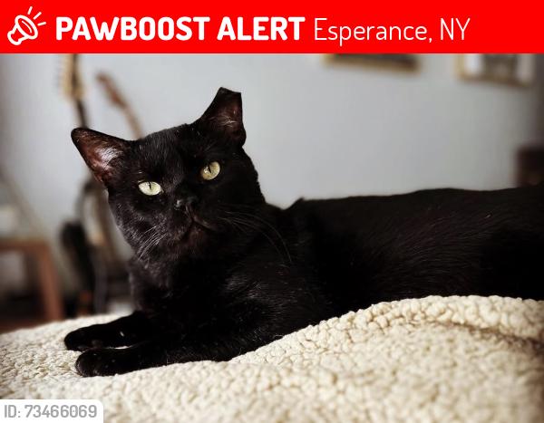 Lost Male Cat last seen Near Gidley Road, Esperance, NY 12066