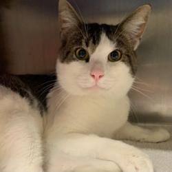 Shelter Stray Male Cat last seen PARK ST CHEVRON, 1590 Fortmann Way, Alameda, CA 94501, USA