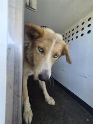 Shelter Stray Male Dog last seen Near BLK MEREDITH DR, BAKERSFIELD CA, 201 S Mt Vernon Ave, Bakersfield, CA 93307, USA
