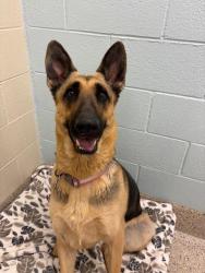 Shelter Stray Female Dog last seen MONTVIEW BLVD & COLORADO BLVD, 12155 Park Blvd, Brighton, CO 80601, USA