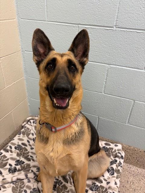 Shelter Stray Female Dog last seen MONTVIEW BLVD & COLORADO BLVD, 12155 Park Blvd, Brighton, CO 80601, USA