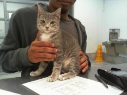 Shelter Stray Male Cat last seen CHARLOTTE, 8315 Byrum Dr, Charlotte, NC 28217, USA