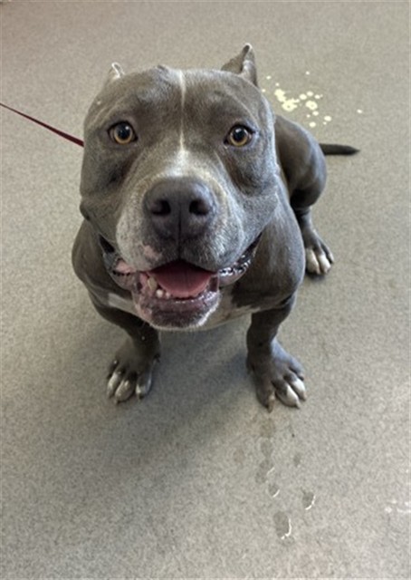 Shelter Stray Male Dog last seen Near BLOCK W WEST COAST BLVD, 333 Chandler Pl, San Bernardino, CA 92408, USA