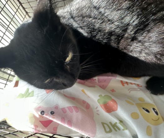 Shelter Stray Female Cat last seen , 957 N Gaffey St, San Pedro, CA 90731, USA