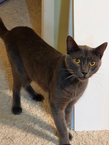 Shelter Stray Male Cat last seen , 957 N Gaffey St, San Pedro, CA 90731, USA