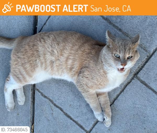 Found/Stray Unknown Cat last seen Coyote Creek Trail, San Jose, CA 95121