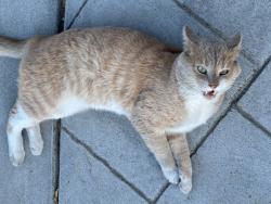 Found/Stray Unknown Cat last seen Coyote Creek Trail, San Jose, CA 95121