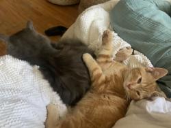 Reunited Male Cat last seen Near des érables, Montréal, QC H2H 2E7