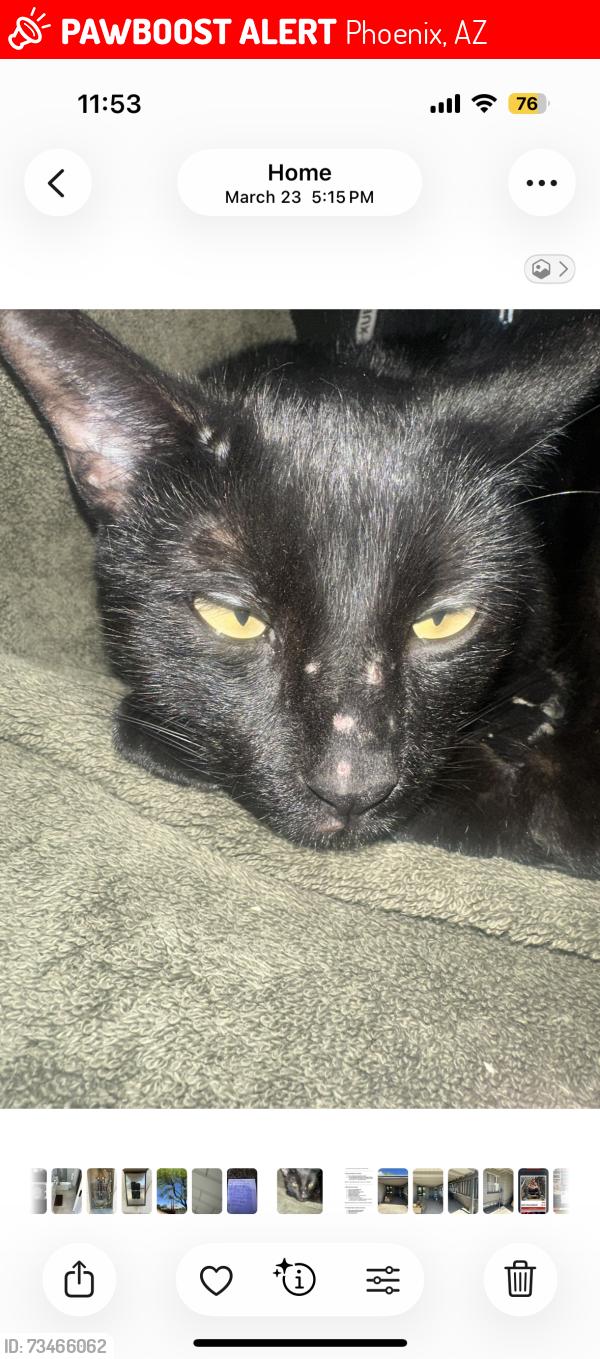Lost Female Cat last seen 16th ave and thunderbirf, Phoenix, AZ 85023