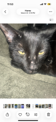 Lost Female Cat last seen 16th ave and thunderbirf, Phoenix, AZ 85023