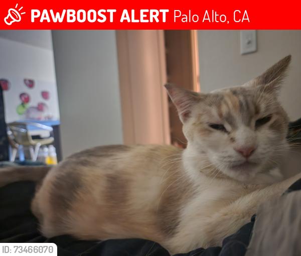 Lost Female Cat last seen Middlefield Rd and Lytton Ave, Palo Alto, CA 94301