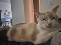 Lost Female Cat last seen Middlefield Rd and Lytton Ave, Palo Alto, CA 94301