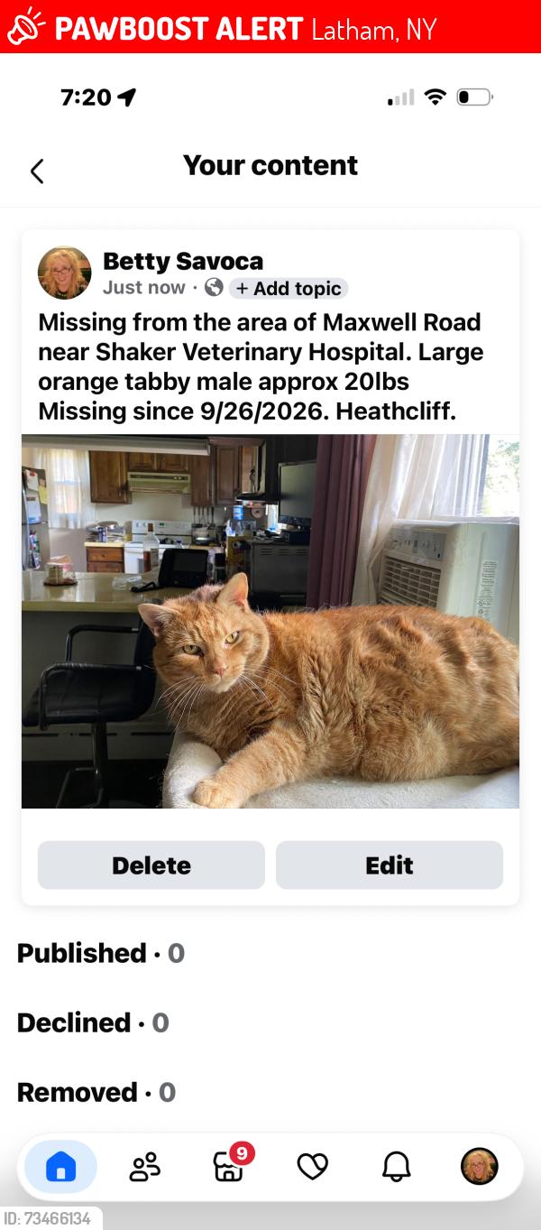 Lost Male Cat last seen Near Shaker Veternary hosp, Latham, NY 12110