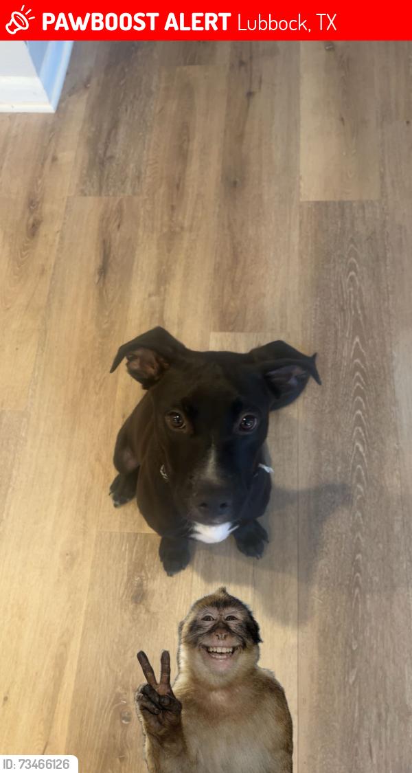 Lost Male Dog last seen Slide, Lubbock, TX 79416