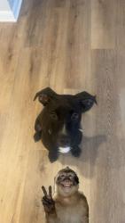 Lost Male Dog last seen Slide, Lubbock, TX 79416