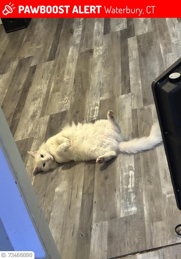 Lost Female Cat last seen Dikeman st waterbury ct, Waterbury, CT 06704
