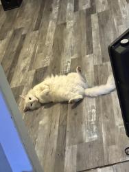 Lost Female Cat last seen Dikeman st waterbury ct, Waterbury, CT 06704