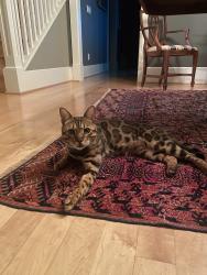 Lost Male Cat last seen Near Maplewild Ave SW, Burien, WA 98166