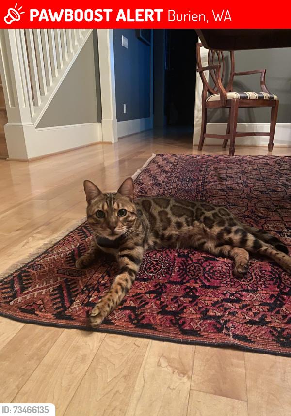 Lost Male Cat last seen Near Maplewild Ave SW, Burien, WA 98166