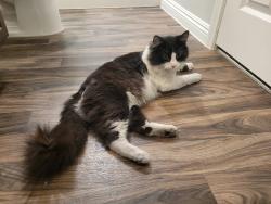 Found/Stray Unknown Cat last seen In Cliffs at Dover neighborhood, Sunrise Manor, NV 89115