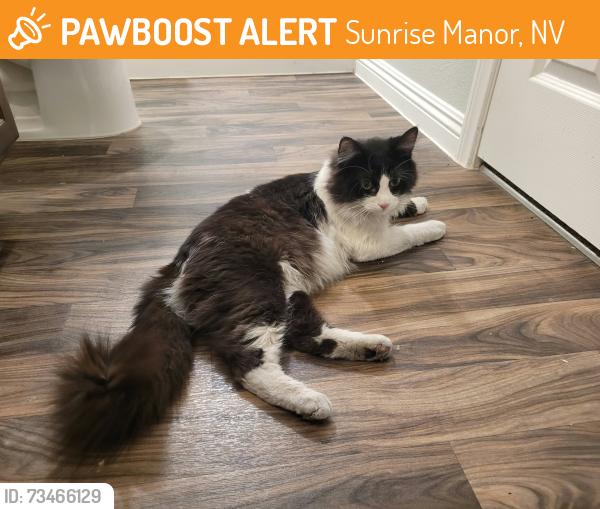 Found/Stray Unknown Cat last seen In Cliffs at Dover neighborhood, Sunrise Manor, NV 89115