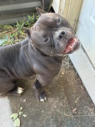 Reunited Male Dog last seen 4th and Cypress, Saint Paul, MN 55106