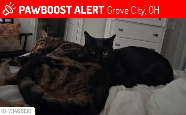 Lost Male Cat last seen Demorest and Big Run South, Grove City, OH 43123