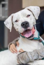 Shelter Stray Female Dog last seen Near Christopher Lane, 30058, GA, 3280 Chamblee Dunwoody Rd, Chamblee, GA 30341, USA