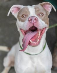 Shelter Stray Male Dog last seen Near Laurel Post Dr., 30058, GA, 3280 Chamblee Dunwoody Rd, Chamblee, GA 30341, USA