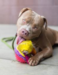 Shelter Stray Male Dog last seen Near Dale Pl, 30032, GA, 3280 Chamblee Dunwoody Rd, Chamblee, GA 30341, USA