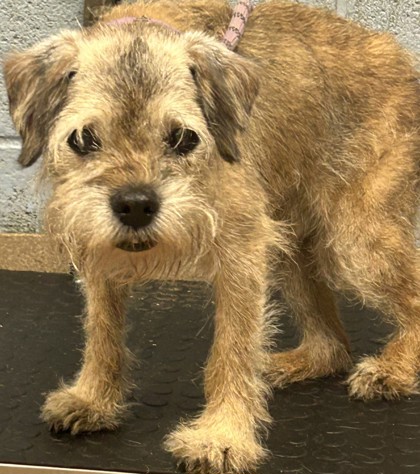 Shelter Stray Male Dog last seen Near Plantation Ln, Atlanta, GA 30341, 30341, GA, 3280 Chamblee Dunwoody Rd, Chamblee, GA 30341, USA