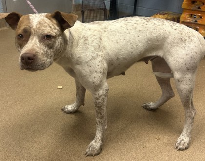 Shelter Stray Female Dog last seen Near Hillandale Dr Lithonia, 30058, GA, 3280 Chamblee Dunwoody Rd, Chamblee, GA 30341, USA