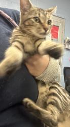 Shelter Stray Female Cat last seen corner of white oak and Dogwood pass 30038, 30038, GA, 3280 Chamblee Dunwoody Rd, Chamblee, GA 30341, USA