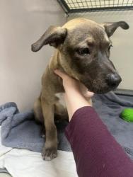 Shelter Stray Male Dog last seen Near Rutland Dr, City of Austin, TX, 124 W Anderson Ln., Austin, TX 78752, USA