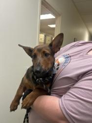 Shelter Stray Male Dog last seen Near University Park Blvd., Oxford, OH, 1820 Princeton Rd, Hamilton, OH 45011, USA