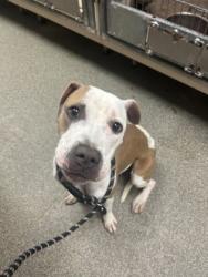 Shelter Stray Female Dog last seen Navaho & Waneta, Middletown, OH, 1820 Princeton Rd, Hamilton, OH 45011, USA