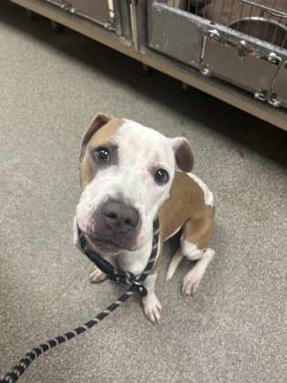 Shelter Stray Female Dog last seen Navaho & Waneta, Middletown, OH, 1820 Princeton Rd, Hamilton, OH 45011, USA
