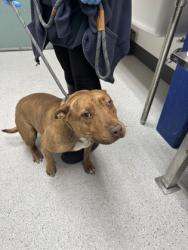 Shelter Stray Female Dog last seen 72nd Av & Orral St, Oakland, CA, 1101 29th Ave, Oakland, CA 94601, USA