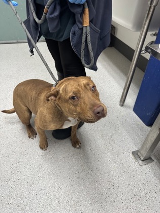 Shelter Stray Female Dog last seen 72nd Av & Orral St, Oakland, CA, 1101 29th Ave, Oakland, CA 94601, USA