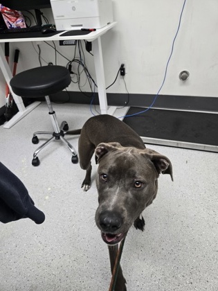 Shelter Stray Female Dog last seen Jack London Square, Oakland, CA, 1101 29th Ave, Oakland, CA 94601, USA