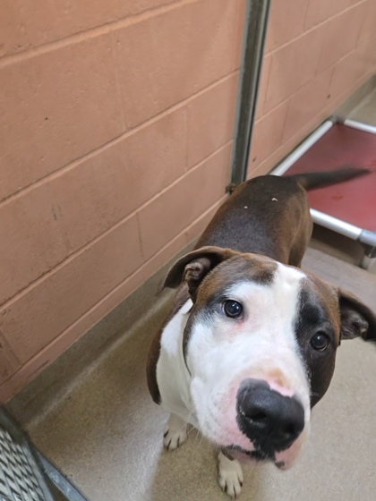 Shelter Stray Male Dog last seen Jack London Square, Oakland, CA, 1101 29th Ave, Oakland, CA 94601, USA