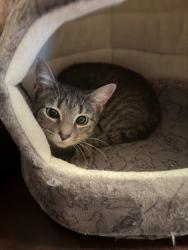 Reunited Female Cat last seen Near hw 25 gallatin tn, Gallatin, TN 37066