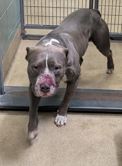 Shelter Stray Male Dog last seen Arthur/ 73rd Av, Oakland,, 1101 29th Ave, Oakland, CA 94601, USA