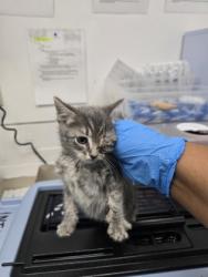Shelter Stray Male Cat last seen 17th 57 and wood st, Oakland, CA, 1101 29th Ave, Oakland, CA 94601, USA