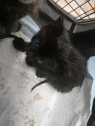 Shelter Stray Male Cat last seen Near Hesket Rd, Oakland, CA, 1101 29th Ave, Oakland, CA 94601, USA
