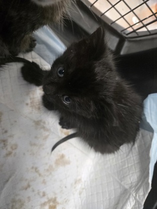 Shelter Stray Male Cat last seen Near Hesket Rd, Oakland, CA, 1101 29th Ave, Oakland, CA 94601, USA