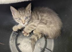 Shelter Stray Male Cat last seen Near 26th Court, Vero Beach, FL, 6230 77th St, Vero Beach, FL 32967, USA