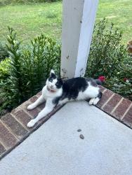 Lost Female Cat last seen Stephens Road, Pickens, SC 29671