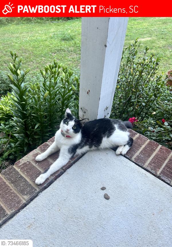 Lost Female Cat last seen Stephens Road, Pickens, SC 29671