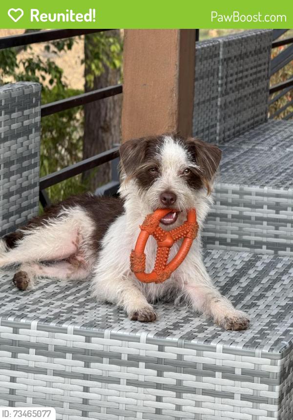 Reunited Male Dog last seen Skyline and Bear, Woodside, CA 94062